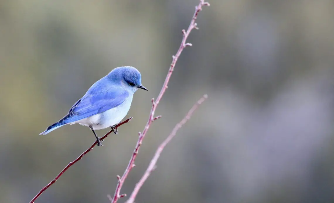 What Does A Bluebird Mean Spiritually Spirit Restoration